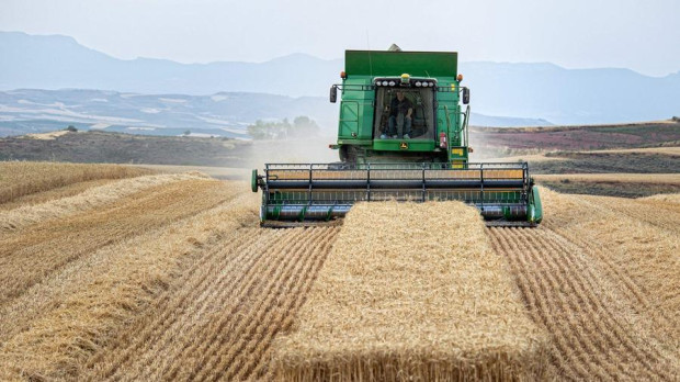 Cosechadora trabaja en un campo de trigo