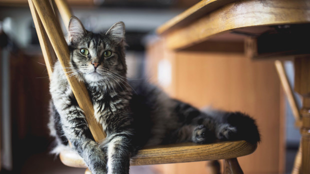 Un gato sentado en una silla de madera