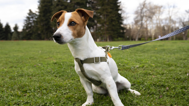 Una persona pasea a su perro por el parque