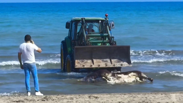 Imagen del cadáver de un toro que ha aparecido flotando en la playa de Torreblanca, Castellón