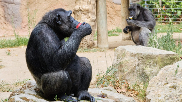 Chimpancés comiendo helado en el Zoo de Barcelona