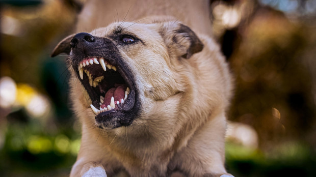 Un perro en estado agresivo