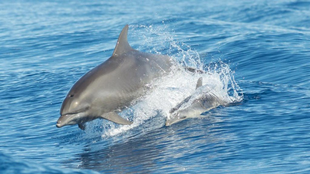 Dos delfines nadando