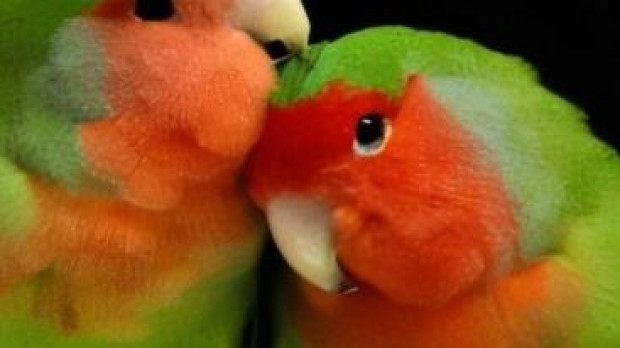 Los loros como estos usan pigmentos amarillos y rojos únicos para adquirir color