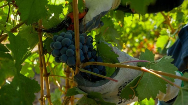 Uvas de la D.O. Ribera del Duero
