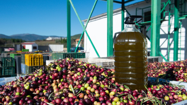 (Una garrafa de aceite sobre cientos de aceitunas, en la “Almazara Tradicional”, en Gata (Cáceres)
