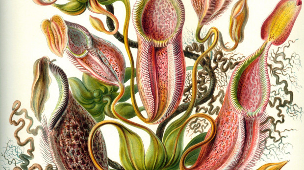 Nepenthes. Ernst Haeckel