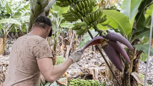 Trabajador de una finca de plátanos en Canarias