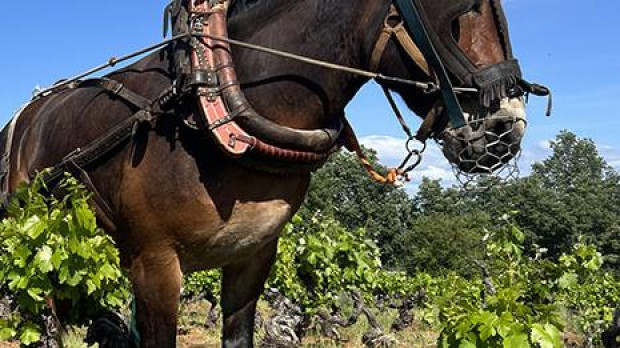 Arado de tracción animal