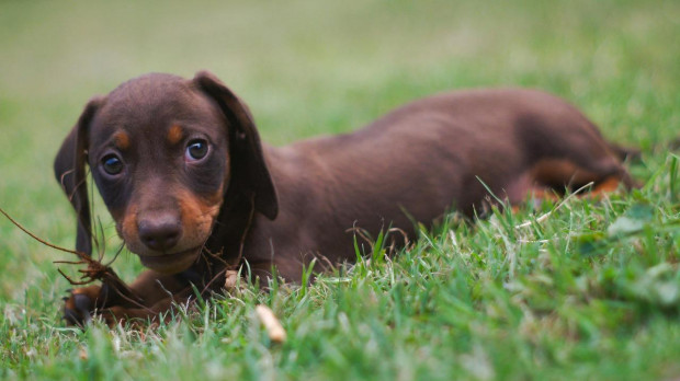 Perrro salchicha