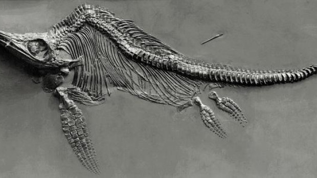 Fósil de ictiosaurio expuesto en el Museum Wiesbaden (Alemania)