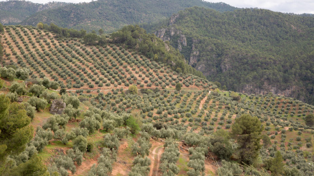 Olivar de montaña en Jaén