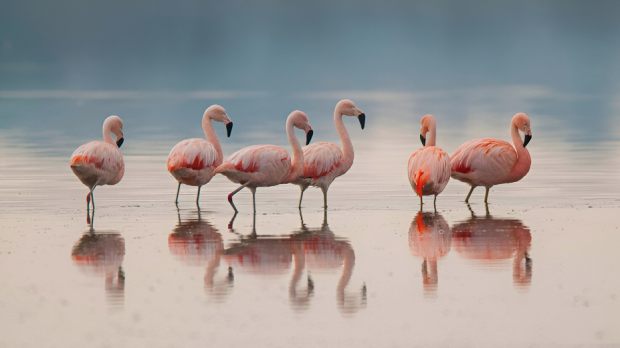Imagen de archivo de un grupo de flamencos