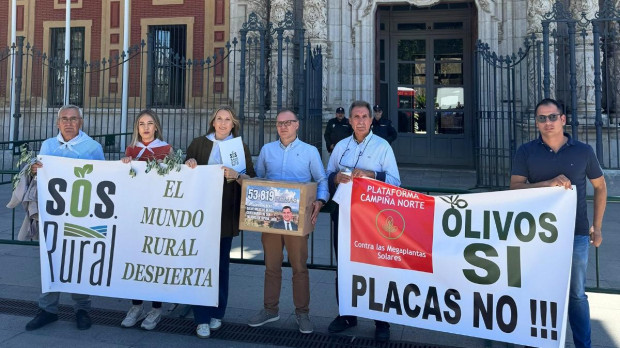 55.000 firmas para parar la tala masiva de olivos centenarios en Jaén