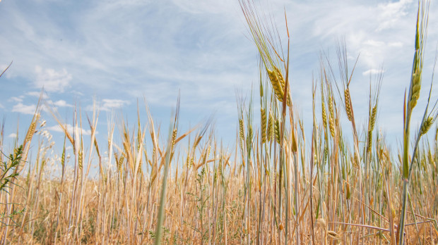 Campo de trigo en Castilla-La Mancha