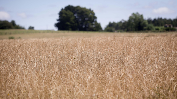 Campo de trigo en Galicia