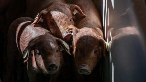Lechones de raza ibérica pura en la Finca Morianillo de la empresa Jierrito Alto en Jerez de los Caballeros (Extremadura)