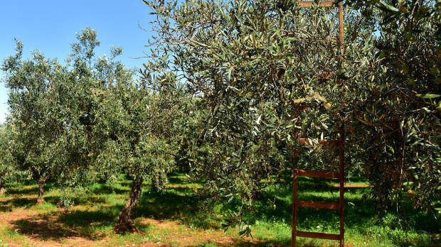 Olivar