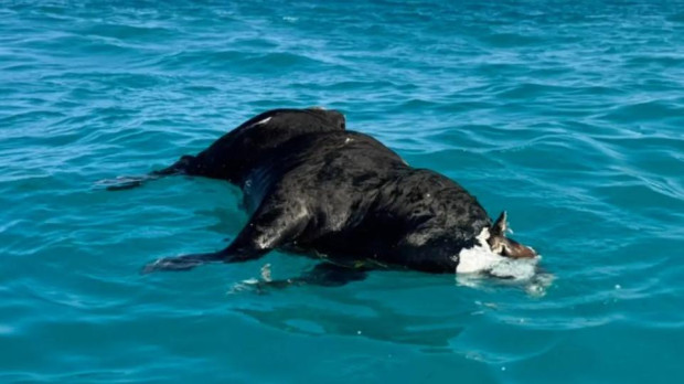 Imagen de la vaca flotando en la playa de Altea, Alicante