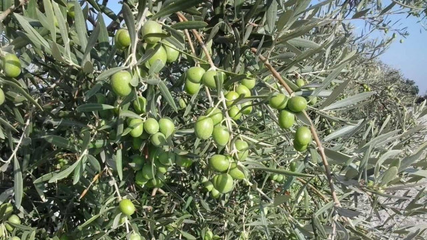 Aceitunas de verdeo en el olivo