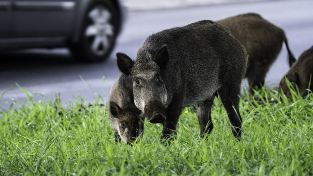 Familia de jabalíes forrajeando cerca de una carretera urbana