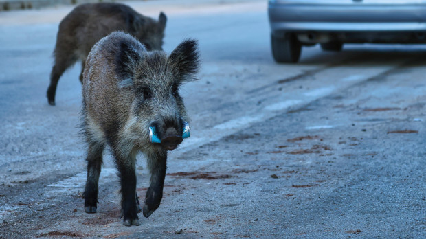 Un jabalí con una lata en una zona urbana
