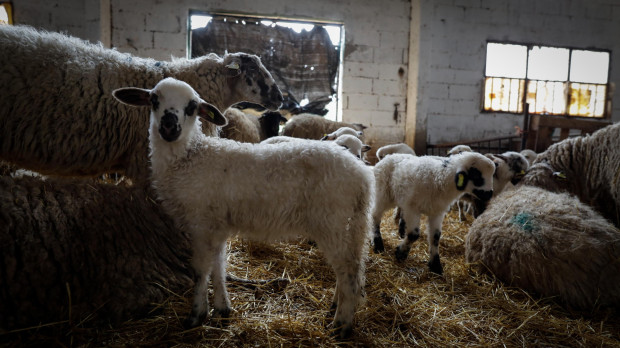 Ovejas junto a sus corderos en un establo