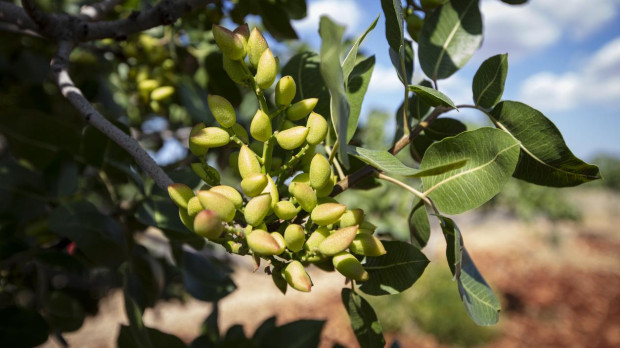 Pistachos