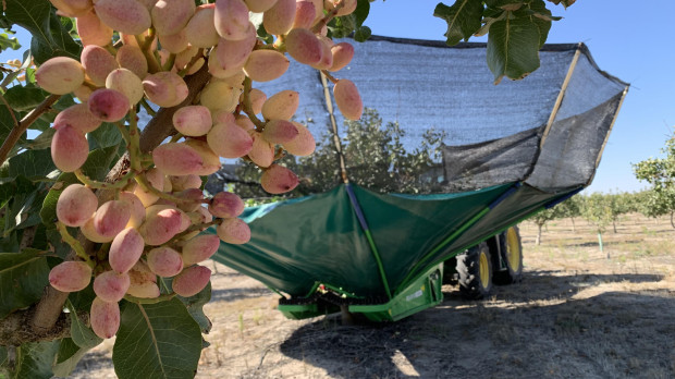 Recogida de pistacho por parte del Grupo Pistacyl de Castilla y León