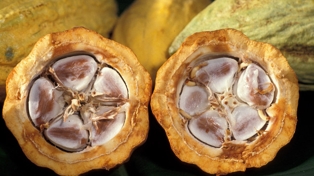 Vaina de cacao fresco