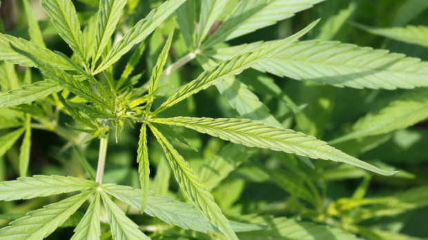 Planta de Cannabis