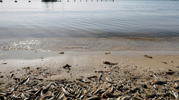 Peces muertos cerca de la playa de Cala del Pino, en el Mar Menor