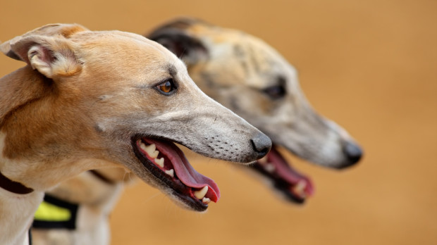 Los animales, como los humanos, hicieron una inversión evolutiva en dientes duraderos