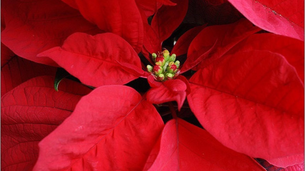Hojas rojas típicas de la Flor de Pascua, propia de la Navidad.  La flor de Pascua está más presente que nunca en estos días. Las vemos en tiendas, escaparates, en casa, en el trabajo... además las podemos disfrutar de varios colores: rojo, blanco o rosa. Sin duda son un icono navideño. Pero, ¿conoces el origen de esta planta?  SOCIEDAD FLICKR