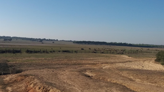 Reserva natural de la Dehesa de Abajo, cerca de Doñana, en sequía en una imagen de archivo