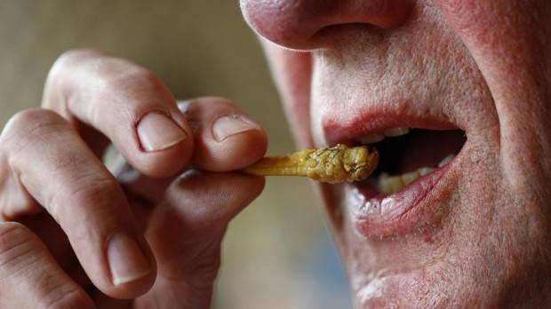 El grillo es el tercer insecto aprobado para la alimentación por la CE