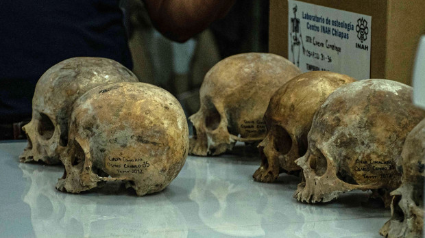 Vista de cráneos que son examinados por investigadores del Instituto Nacional de Antropología e Historia (INAH)