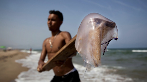 Un bañista cogiendo una medusa en una playa de Valencia