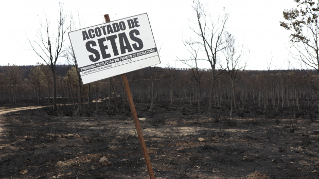Vista de la zona afectada por el incendio forestal declarado en la Sierra de la Culebra, en la provincia de Zamora, que ha calcinado 30.800 hectáreas