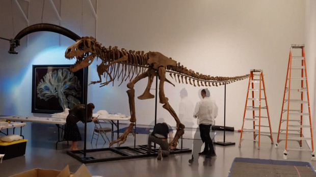 Esqueleto de dinosaurio