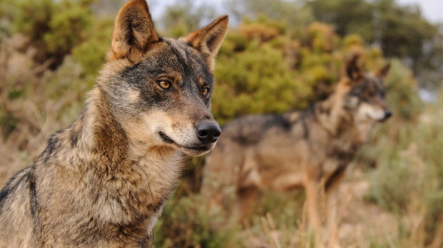 Ejemplar de Lobo Ibérico