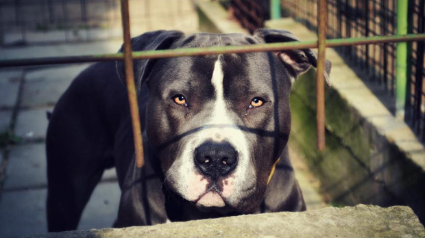 Imagen de un perro de la raza pitbull
