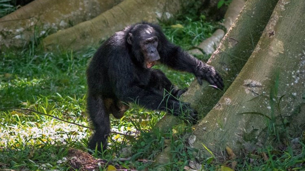 Un chimpancé percute un árbol Científicos de la Universidad de St Andrews han demostrado que los chimpancés del bosque Budongo de Uganda tienen su propio estilo característico cuando tocan el tambor en los árboles. SOCIEDAD INVESTIGACIÓN Y TECNOLOGÍA UNIVERSIDAD DE ST. ANDREWS