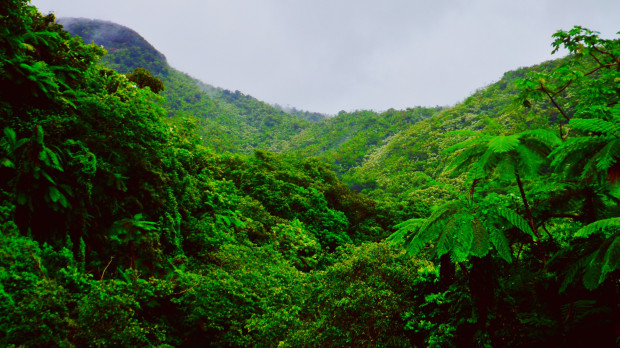 El caribe