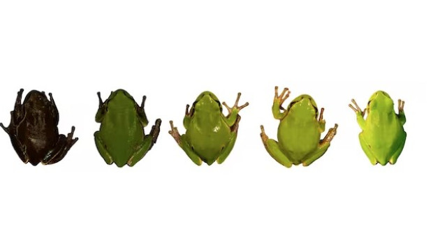 Ranas negras de Chernóbil