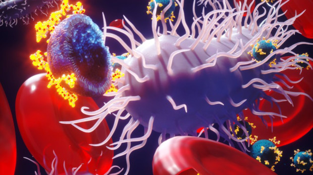Científicos prueban glóbulos rojos 'inteligentes' para administrar antibióticos contra bacterias específicas. Físicos de la Universidad McMaster (Canadá) han identificado un sistema de administración natural que puede transportar de forma segura potentes antibióticos por todo el cuerpo para atacar y matar selectivamente a las bacterias utilizando los glóbulos rojos como vehículo. SALUD ELLA MARUSHCHENKO