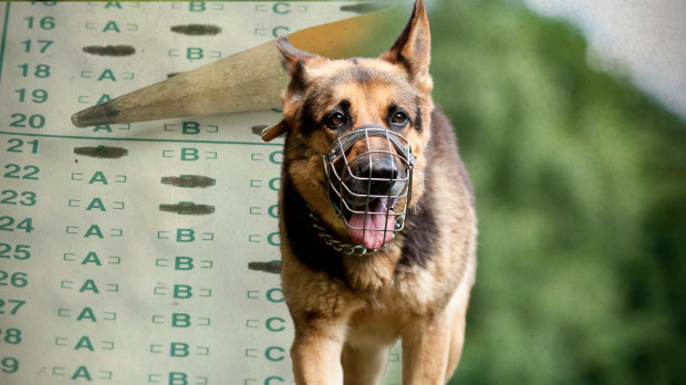 Cuando entre en vigor la ley, los perros no se clasificarán como animales 'potencialmente peligrosos', sino como perros 'de manejo especial'