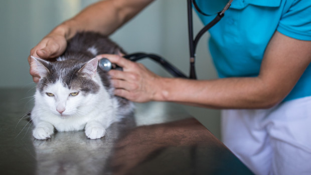 Una veterinaria ausculta a un gato