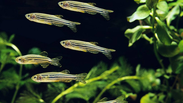El rombencéfalo ayuda a los peces cebra a calcular su ubicación
