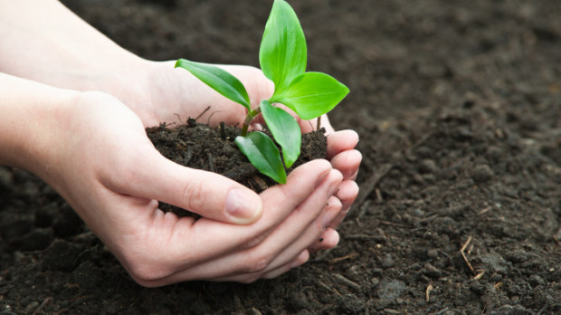 compost